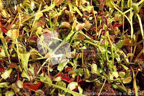 Image of carnivorous plants background