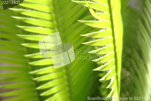 Image of plam tree leaf texture 