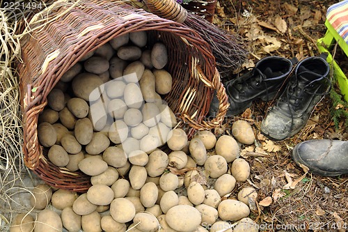 Image of potatoes from small home farm 