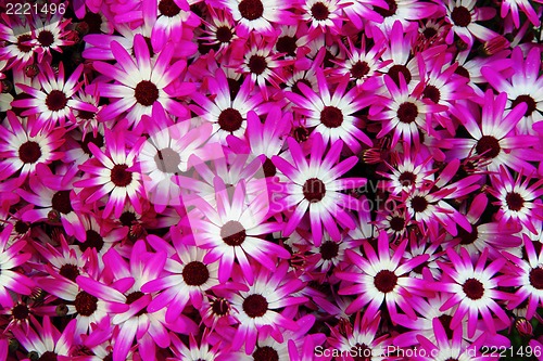 Image of violet flowers 