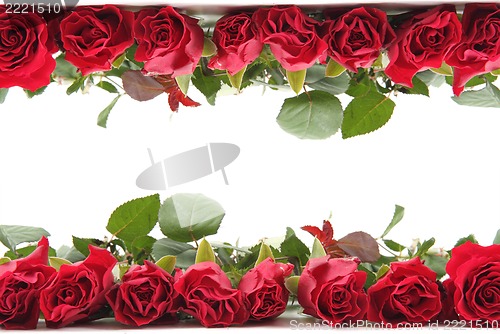 Image of fresh red roses as frame