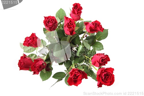 Image of fresh red roses 