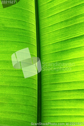 Image of plam tree leaf texture 