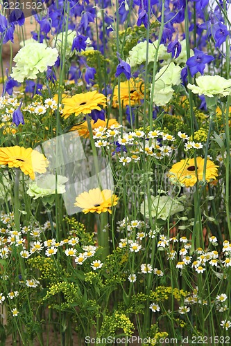 Image of field of summer flowers