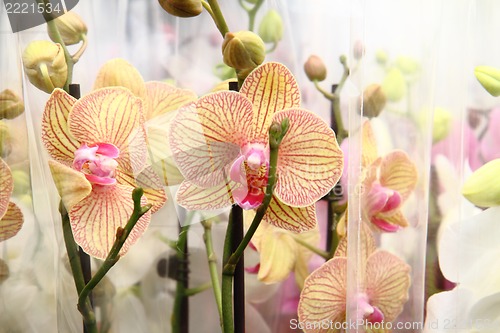 Image of orchid flowers