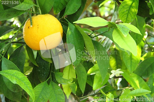 Image of yelow lemon