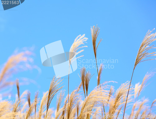 Image of grass in autumn