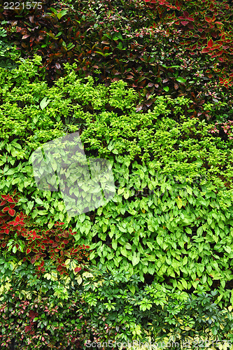 Image of Plant wall