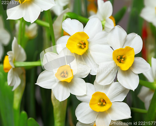 Image of narcissus flower