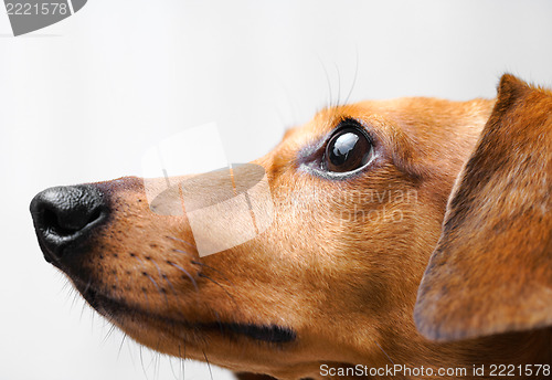 Image of Dachshund Dog