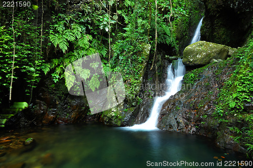 Image of Cascade in forest