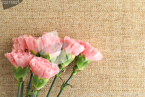 Image of Pink carnations flower for Mother day