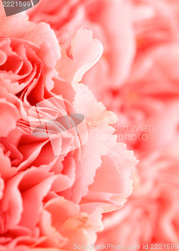 Image of Pink carnation flower close up