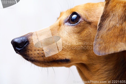 Image of Dachshund dog