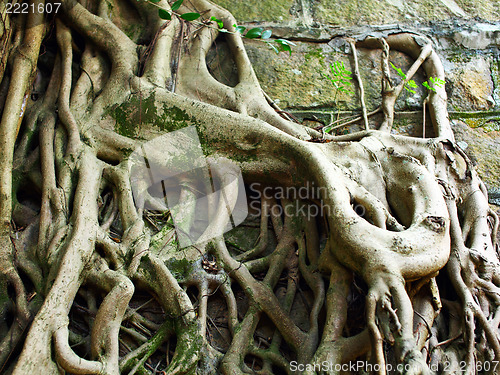 Image of Root of tree covered old wall