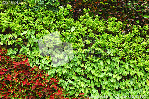 Image of Plants wall 