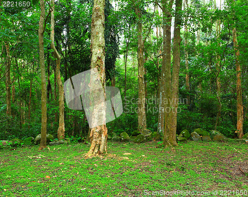 Image of Green forest
