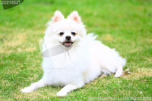 Image of White Pomeranian dog