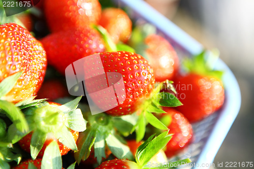 Image of Fresh picked strawberries