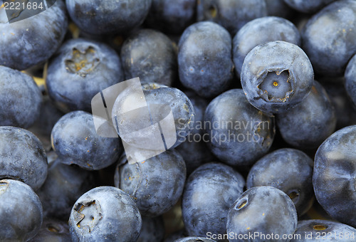 Image of Blueberry