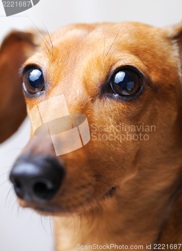 Image of Dachshund dog