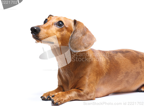 Image of Setting dachshund dog