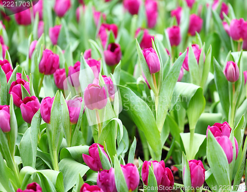 Image of purple tulips flower