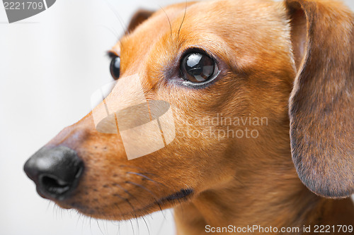 Image of Dachshund Dog