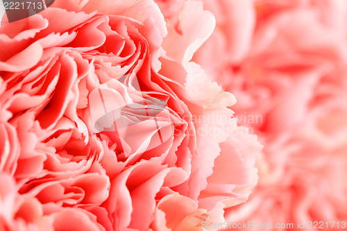Image of Pink carnation flower close up