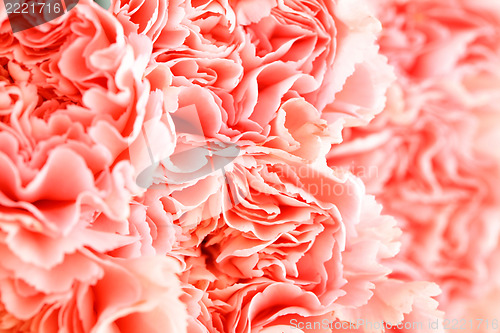 Image of Pink carnation flower close up