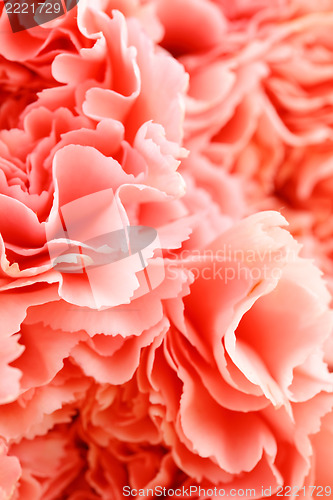 Image of Pink carnation flower close up