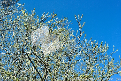 Image of Spring web