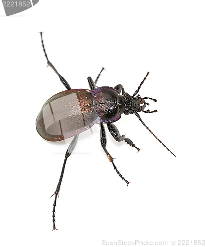 Image of Ground beetle