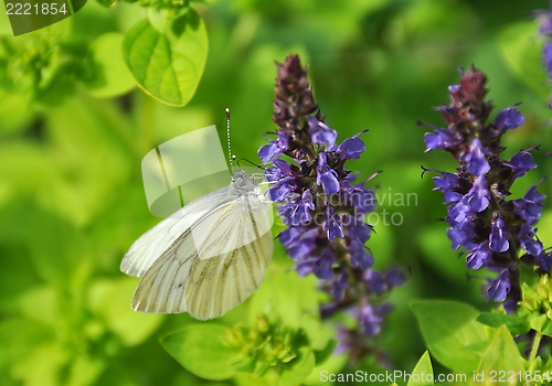 Image of White butterfly