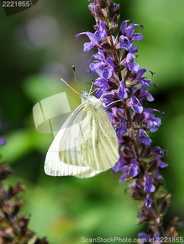 Image of Butterfly on flower