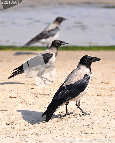 Image of Crows