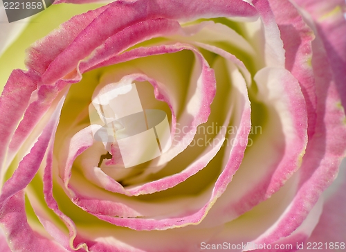 Image of Pink rose