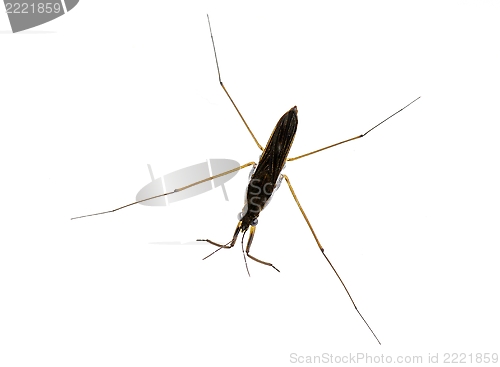 Image of water strider