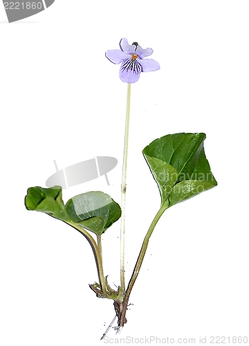 Image of Viola palustris