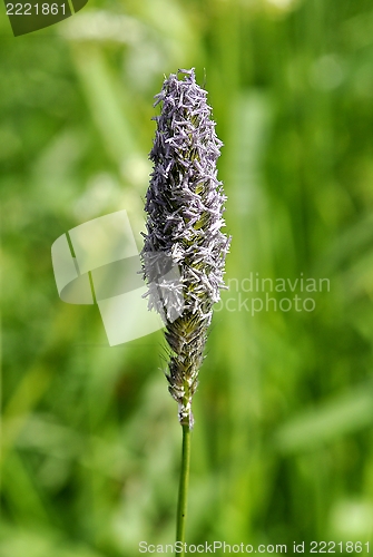 Image of Grass pollen