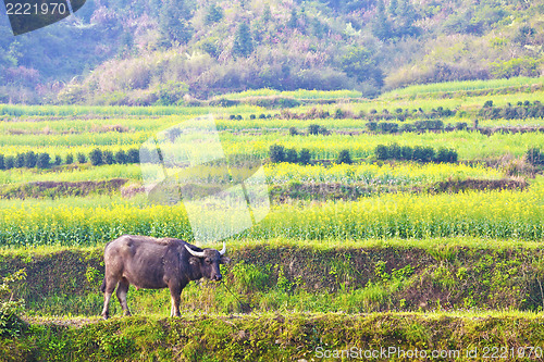 Image of Rape flowers and cow at farmland in China