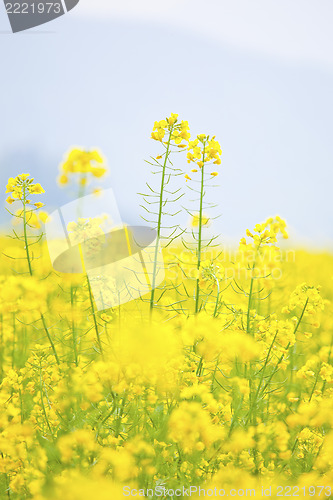 Image of Rape flowers field, canola on blue sky.