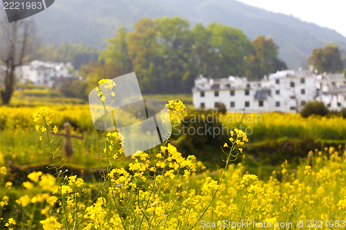 Image of Rural landscape in Wuyuan, China with many rape flowers.