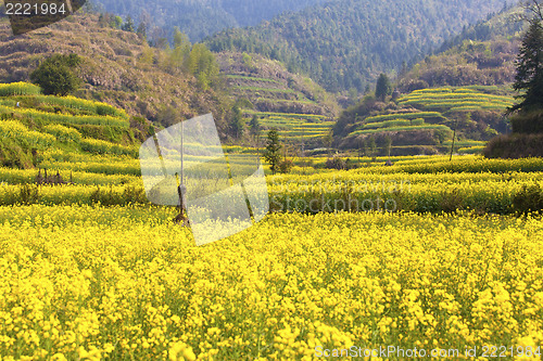 Image of Rape flowers field in spring