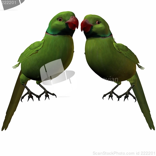 Image of Parakeet
