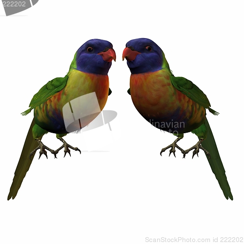 Image of Rainbow Lorikeet