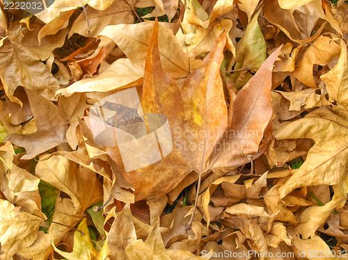 Image of Falling leaves