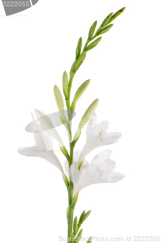 Image of Lilies