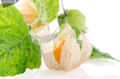 Image of Physalis