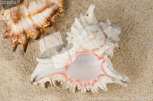 Image of Conchs and shells 